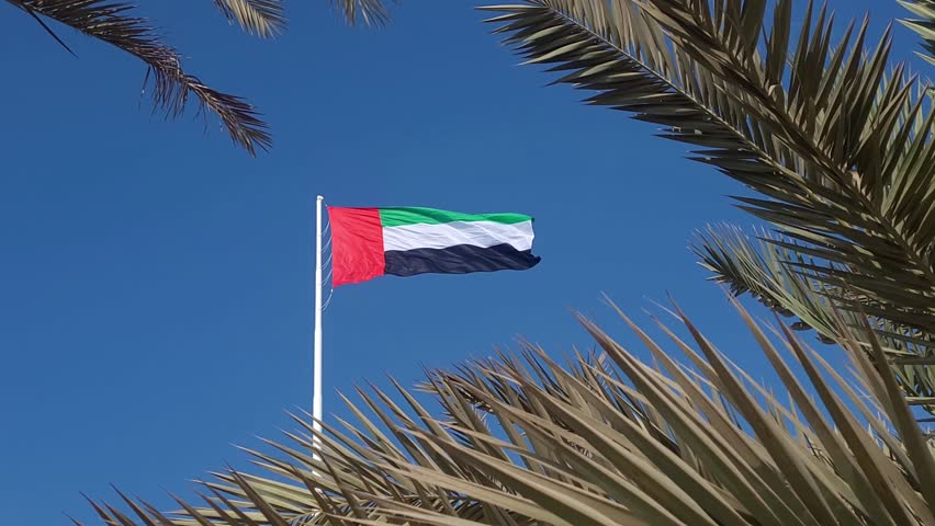 UAE flag waving in the blue sky between palm trees, national symbol of UAE. High quality 4k footage.