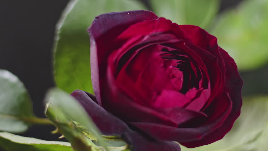 Red Rose Spinning on the Table Footage.