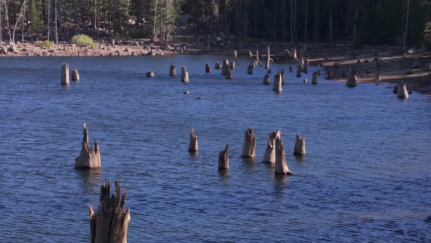 A lake with submerged tree stumps, surrounded by a forest, evoking tranquility