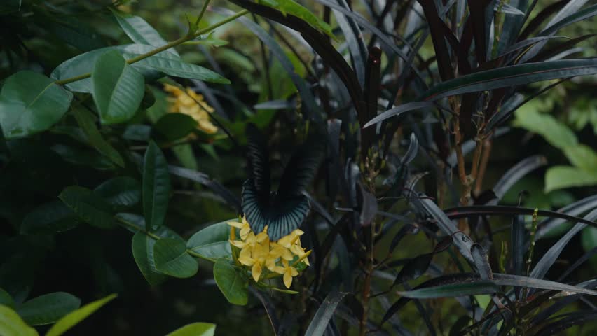 Beautiful black butterfly gently flapping its wings on yellow flowers