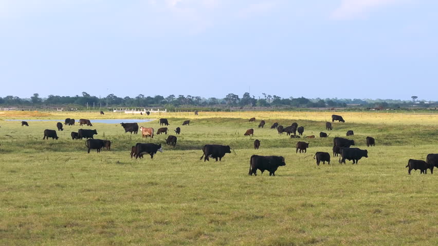 Milk cows grazing on green farm pasture. Production of organic dairy products. Feeding of cattle on farmland grassland