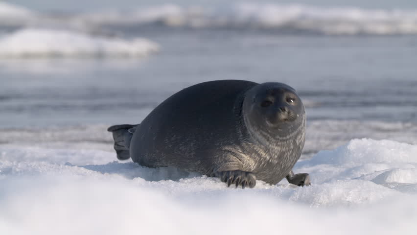 Alone serene seal moving on floating ice floe in the water, looking around