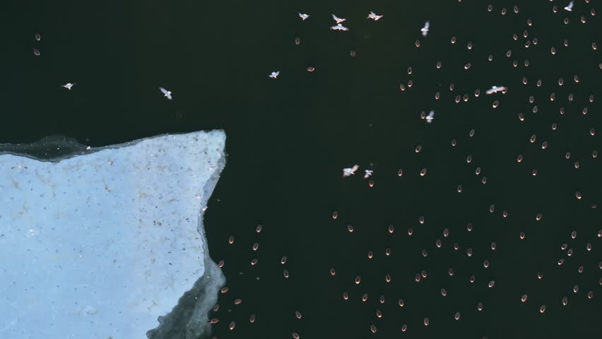Aerial view of birds on a frozen lake. Shot on a winter day in Brooklyn’s Prospect Park.