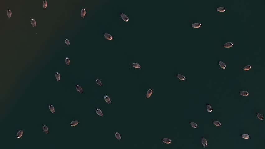Aerial view of ducks on a pond. Shot on a winter day in Brooklyn’s Prospect Park.