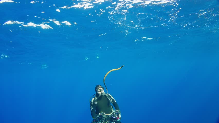 A yellow bellied sea snake (hydrophis platurus) in the open ocean. Underwater photographer takes a picture of the snake. Filmed at the Burma Banks, Myanmar, Andaman Sea