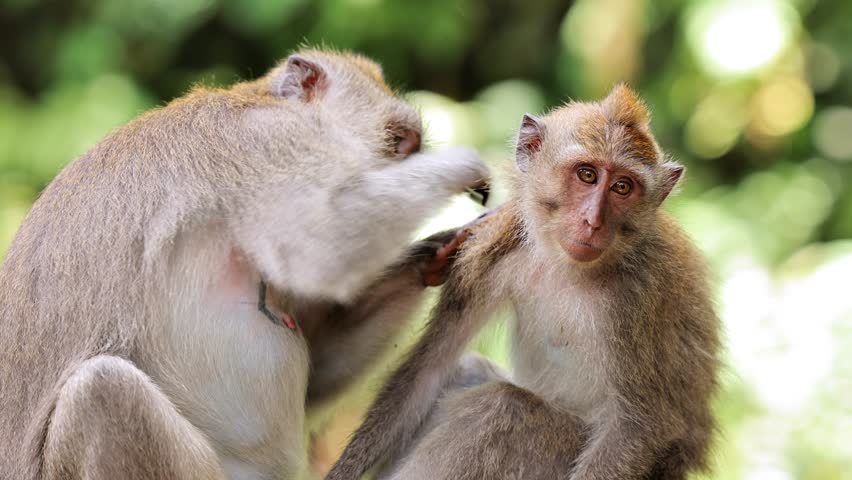 Monkey (Long-Tailed Macaque) at the Monkey forest in Ubud Bali Indonesia