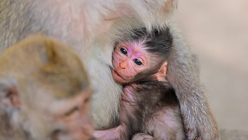 Baby Monkey (Long-Tailed Macaque) at the Monkey forest in Ubud Bali Indonesia