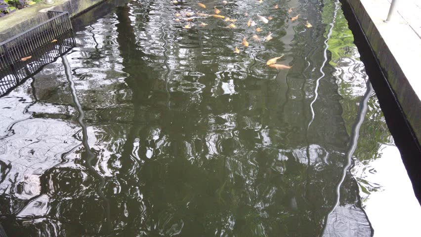 a group of fish swimming in the pond, approaching anyone standing beside the pond