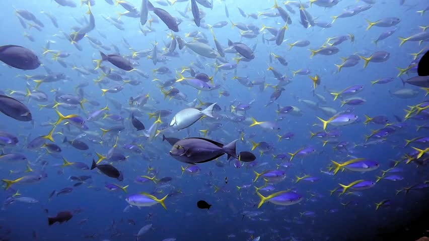 A large amount of Yellow Tail Fusiliers swimming together with a group of Unicorn fish in the background