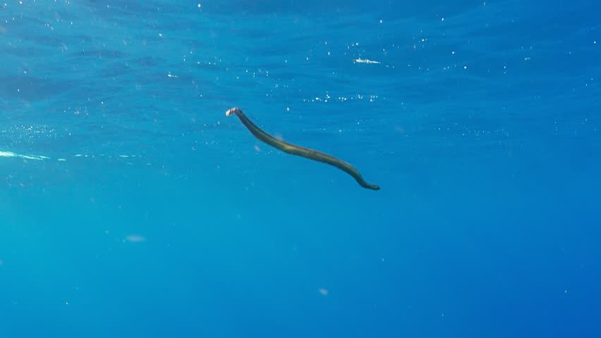 A yellow bellied sea snake (hydrophis platurus) in the open ocean. Swimming just under the sea surface. Filmed at the Burma Banks, Myanmar, Andaman Sea