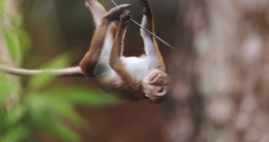 A toque macaque is seen climbing an electric wire in Sri Lanka, showcasing its agility and adaptability to urban environments. This footage is ideal for wildlife, nature, and documentary projects. 