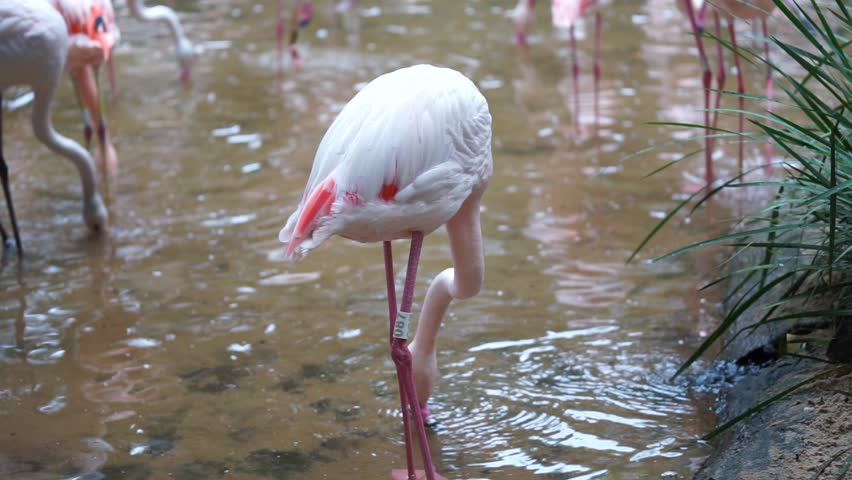 The nature around the Iguazú Falls. This immense waterfalls are located on the Iguazu River on the border of the Argentine province of Misiones and the Brazilian state of Paraná