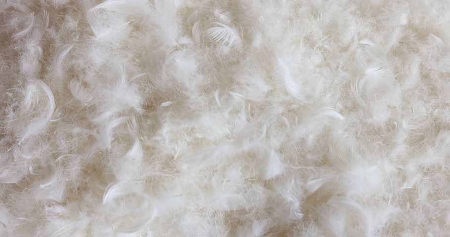 Soft white down feathers collected to fill pillows. White feather for filling a pillow or toys closeup. Eco-friendly natural material concept