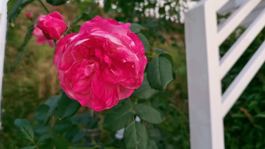 A large, beautiful rose with layered petals in a red-pink hue is blooming, swaying in the wind in the front yard garden
