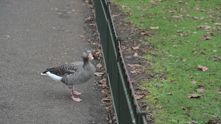 Greylag Goose (Anser anser) walking on a path alongside people in a London park, UK. January [Half speed]