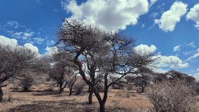 A timelapse of an arid landscape with dead trees on a sunny day with clear, blue sky in South Africa - Powered by Shutterstock - Get 15% off with code: PIKWIZARD15