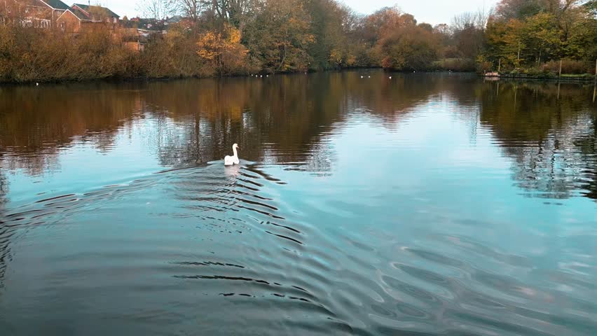 A drone footage of a swan swimming in the the Middle Flash lake on a sunny autumn day in Winsford town, Cheshire, England, UK