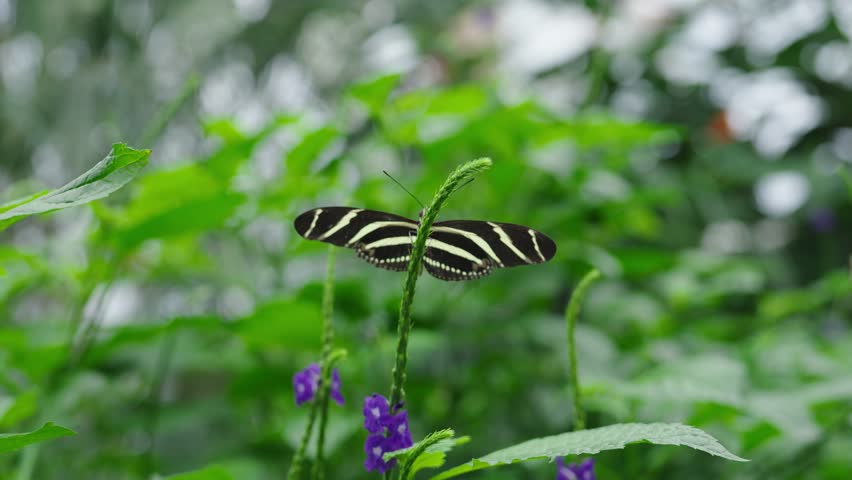 A closeup of a Zebra Longwing Butterfly resting on green foliage in a lush butterfly conservatory