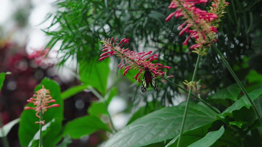 A beautiful butterfly collecting nectar from Odontonema Plant in a lush butterfly conservatory