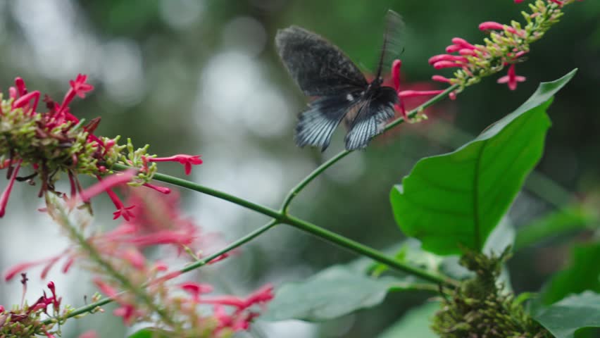 A beautiful and serene scene of a black butterfly collecting nectar from Odontonema Plant in a lush butterfly conservatory