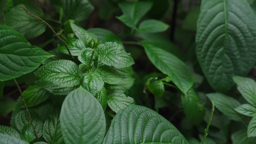 A slow-motion of a Blue morpho butterfly takes off from a green bush in a butterfly conservatory