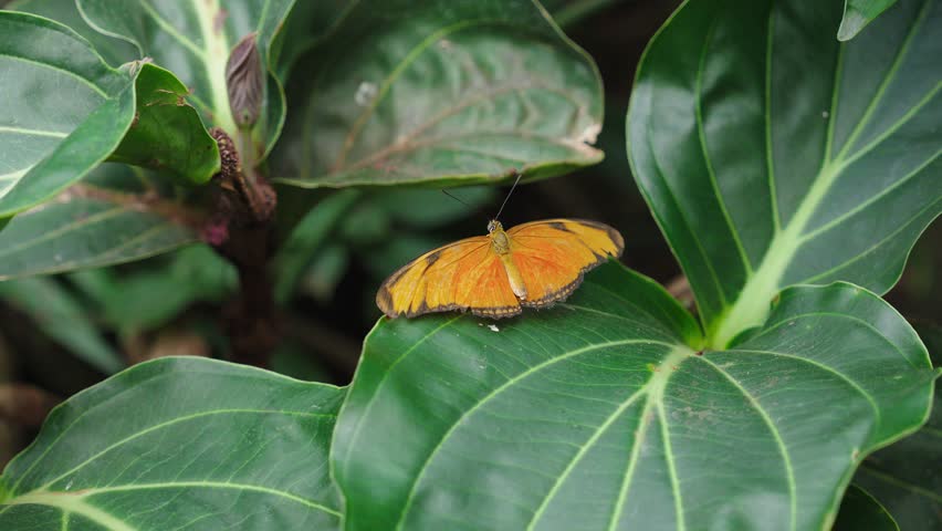 A Julia butterfly resting on green leaves, with wings spread in a lush butterfly conservatory