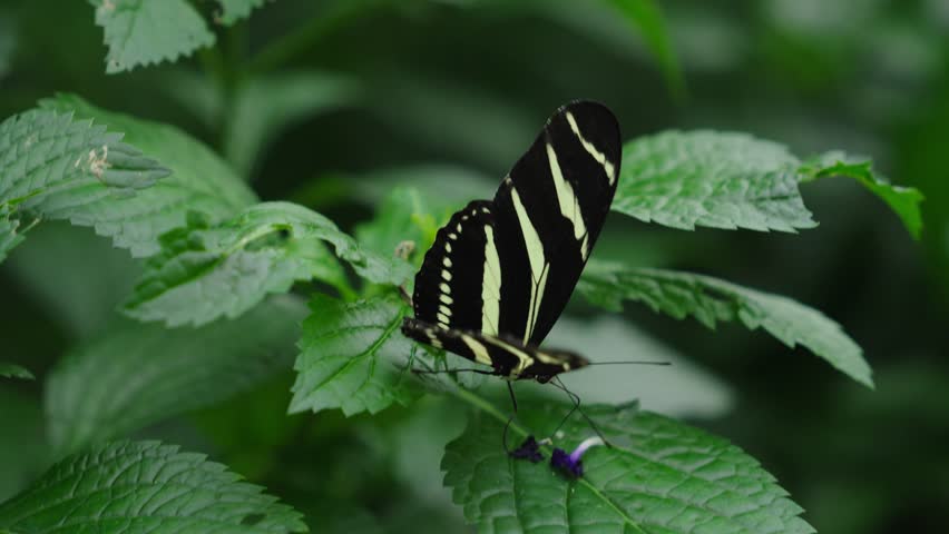 A Zebra Longwing Butterfly is moving on green leaves against blur background in a butterfly conservatory