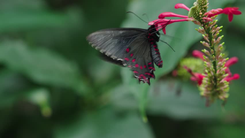 A macro view of Parides photinus butterfly collecting nectar from Odontonema Plant against green blurred background in a lush butterfly conservatory