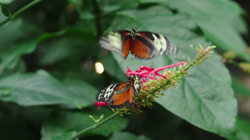 A pair of Heliconius ismenius butterflies, one is collecting nectar from Odontonema Plant, and another is fluttering above