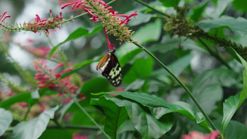 A Heliconius hecale butterfly collecting nectar from Odontonema Plant against blurred background in a lush butterfly conservatory