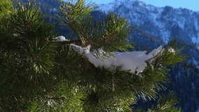 Green pine branches sway in the wind under the snow against the backdrop of high winter mountains - Powered by Shutterstock - Get 15% off with code: PIKWIZARD15