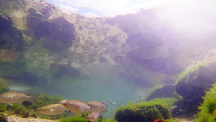 School of fish swiming in shallow water