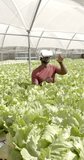 Vertical video: Using VR headset, man inspecting hydroponic lettuce plants in greenhouse. Agriculture, hydroponics, technology, virtual reality, farming, innovation - Powered by Shutterstock - Get 15% off with code: PIKWIZARD15