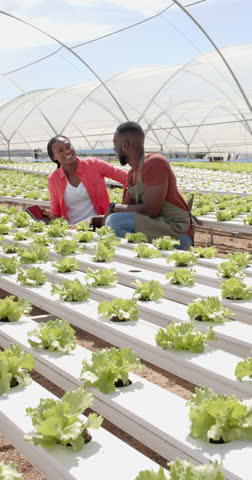 Vertical video: Discussing hydroponic farming techniques, two farmers using tablet in greenhouse. Agriculture, organic, technology, innovation, sustainability, agribusiness