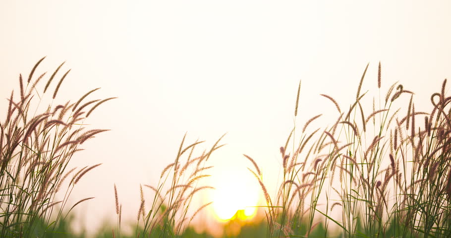 Nature video Sunrise landscape Beautiful of flowers Landscape meadow Nature video Communist Grass flowers and sunlight. High quality video DCI4K 4096x2160p ProRes422