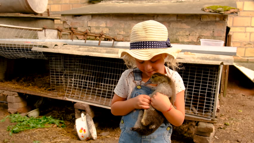 child feeding duck on farm. Elective focus.