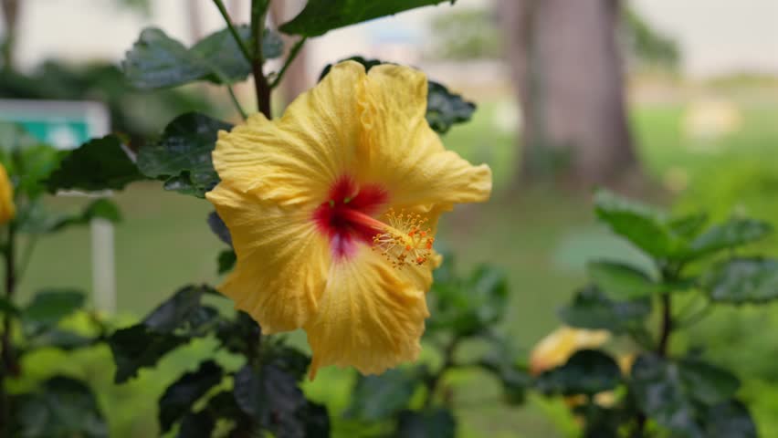 Hibiscus Yellow Flower Close Up