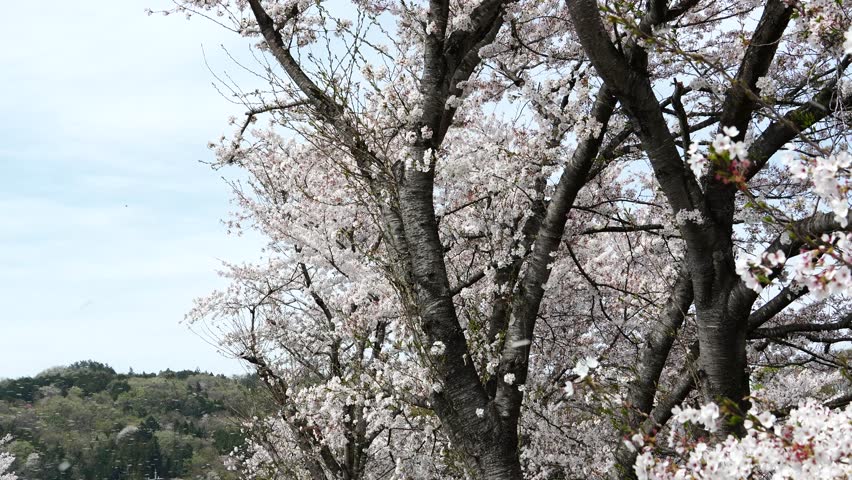 Cherry Blossom Snowstorm Saitama Prefecture