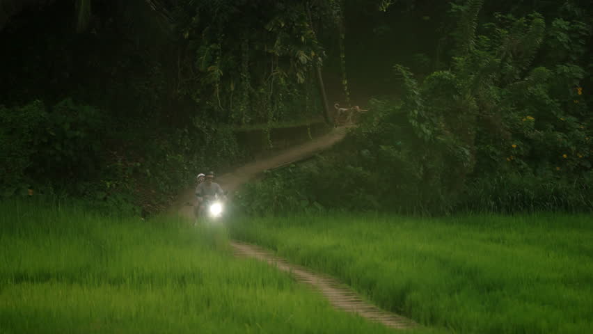 Couple ride motorbike in rice field plantation. Two lovers on honeymoon ride on bike in tropics. Man, woman drive on motorcycle in jungle. Happy tourists travelling on scooter. Freedom, adventure.
