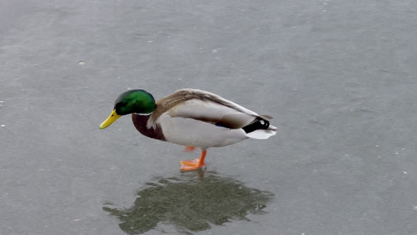a wild duck walks on the ice on a winter day