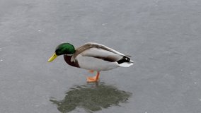 a wild duck walks on the ice on a winter day - Powered by Shutterstock - Get 15% off with code: PIKWIZARD15