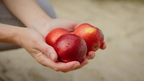 Woman holding fresh red nectarines while water streaming over them. Female cleaning ripe peach under pouring water. Lady washing handful of shiny red fruits under flowing stream - Powered by Shutterstock - Get 15% off with code: PIKWIZARD15