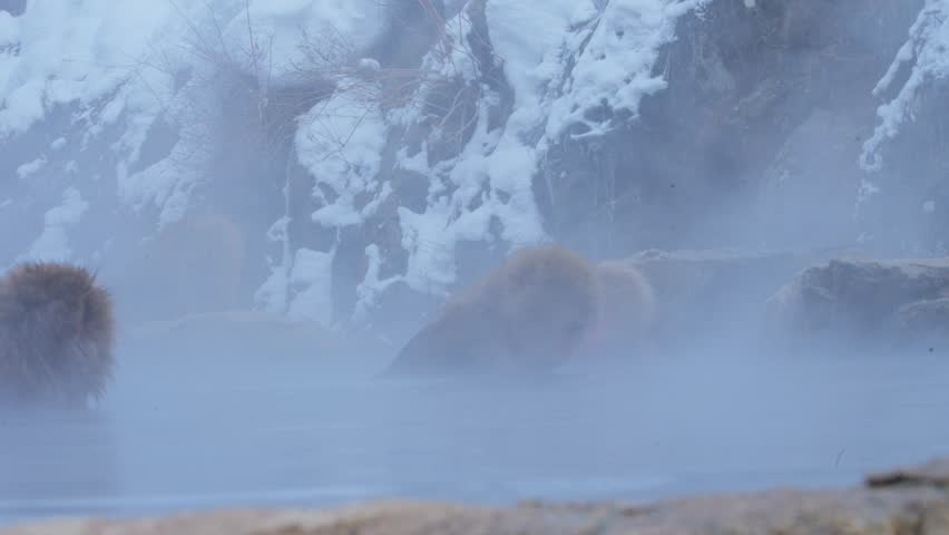 Japanese macaque at Jigokudani Monkey Park in Nagano, Japan
