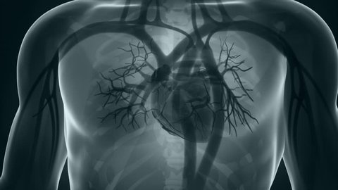 Human xray heart anatomy in detail