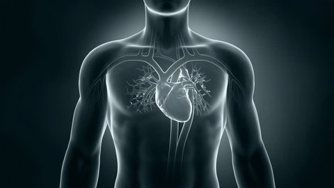 Human xray heart anatomy