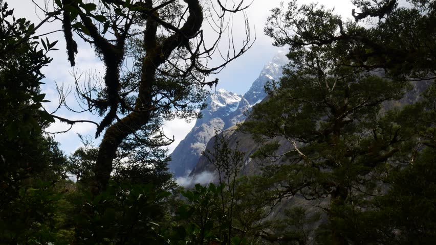 old growth rainforest with snow covered mountains in background