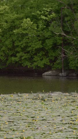 Vertical Screen: Stunning yellow flowering water lilies covering the surface of a lake. A tranquil lake covered in bright green lily pads, with a few pink lotus flowers.