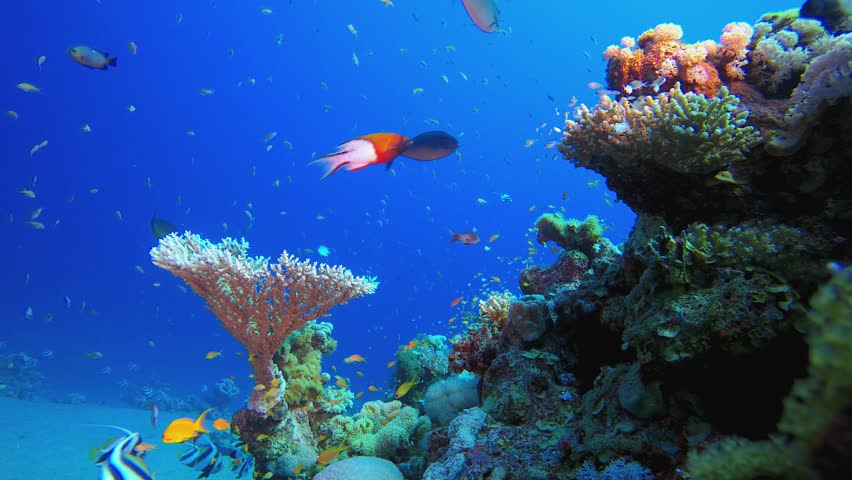 Sea Water Ocean Corals. Tropical colourful underwater seascape. Underwater fish garden reef. Reef coral scene. Coral garden seascape.
