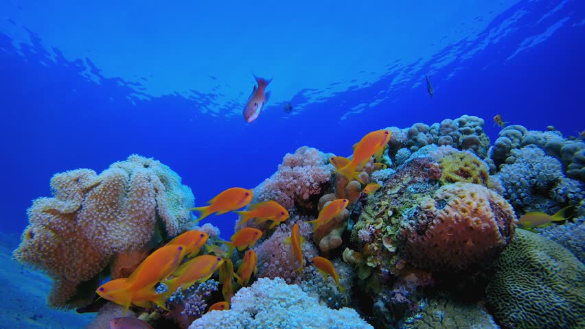 Sea Water Ocean Life. Tropical underwater sea fish. Underwater fish reef marine. Underwater sea fish. Coral garden seascape. Reef coral scene.