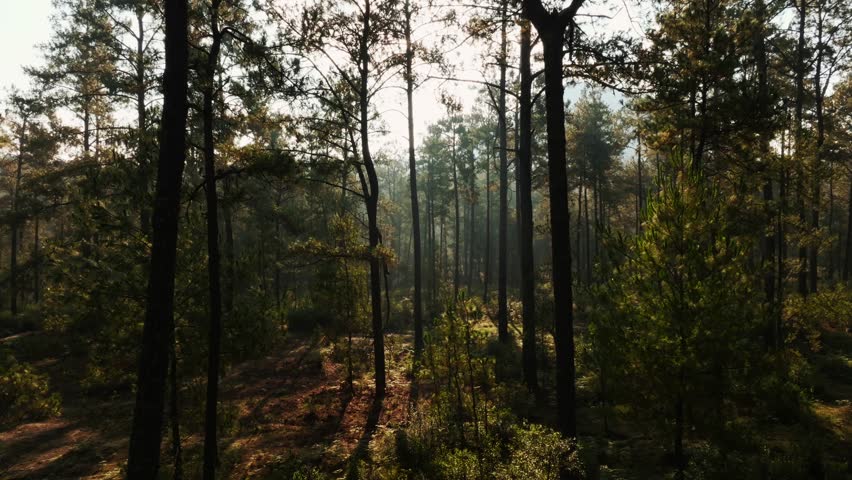 Serene forest with sunlight filtering through tall trees, showcasing natural tranquility. Sierra Patzingo, Anguahan, Michoacan, Mexico